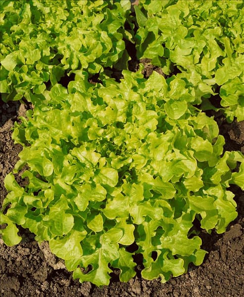 Pflücksalat / Lactuca sativa var. crispa Salad Bowl