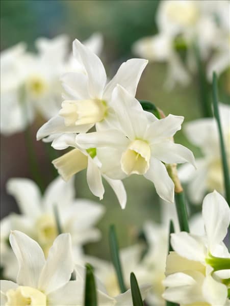 Narcissus cyclamineus Toto