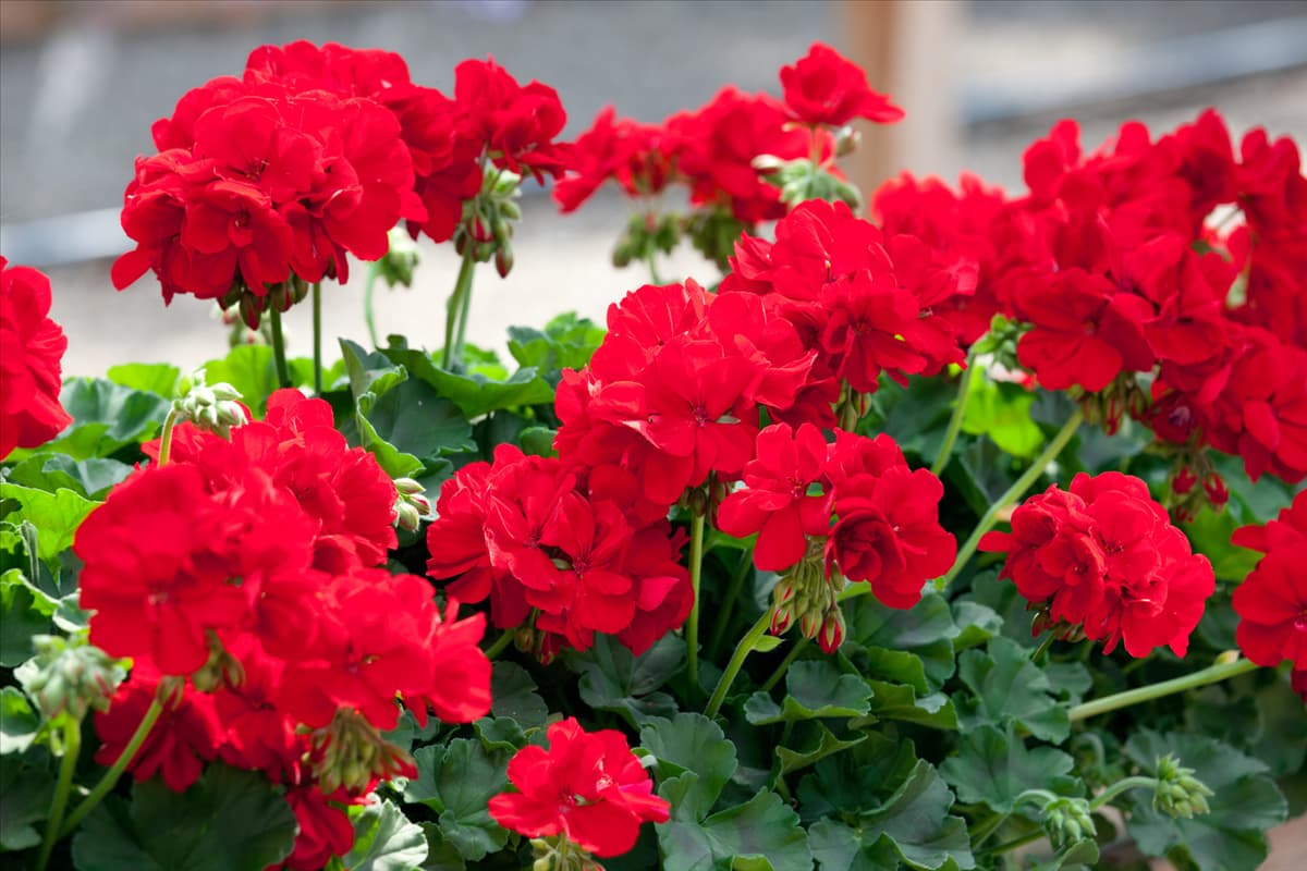 Pelargonium Calliope ® Dark Red