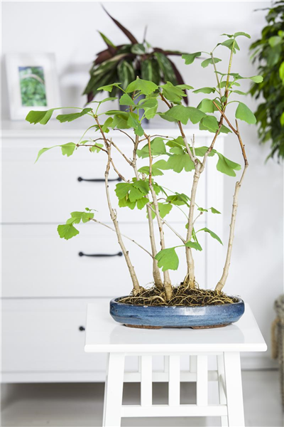 Ginkgo biloba