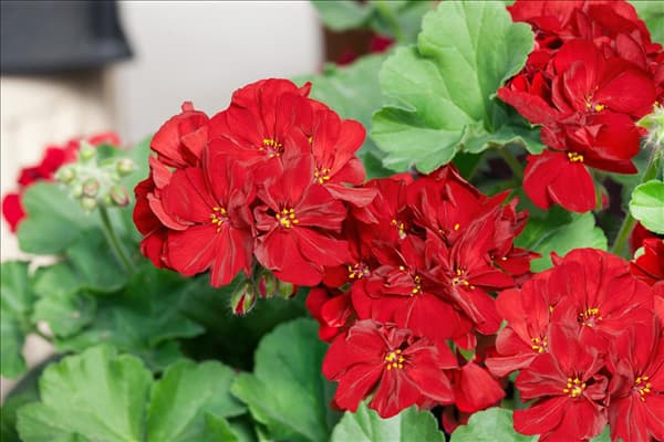 Pelargonium Calliope ® Burgundy