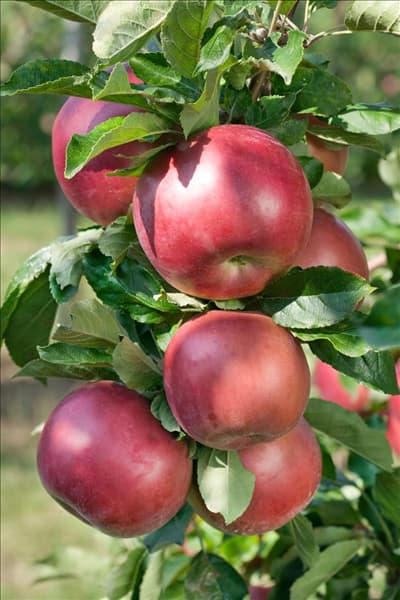 Malus domestica Red Idared