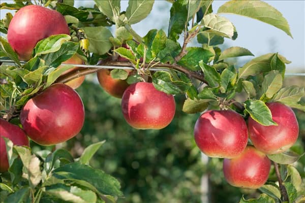 Malus domestica Red Idared