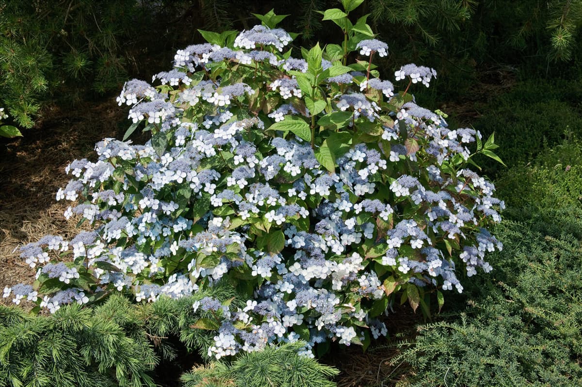 Hydrangea serrata Bluebird