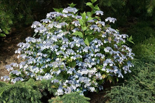 Hydrangea serrata Bluebird