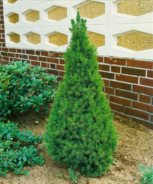 Picea glauca 'Conica'