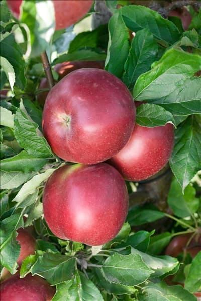 Malus domestica Red Idared