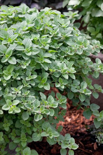 Origanum vulgare