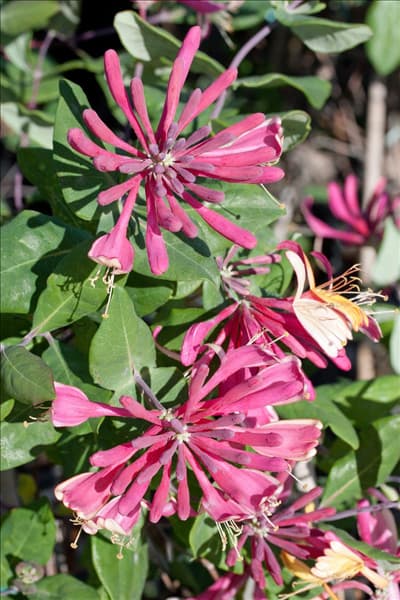 Lonicera heckrotti Goldflame