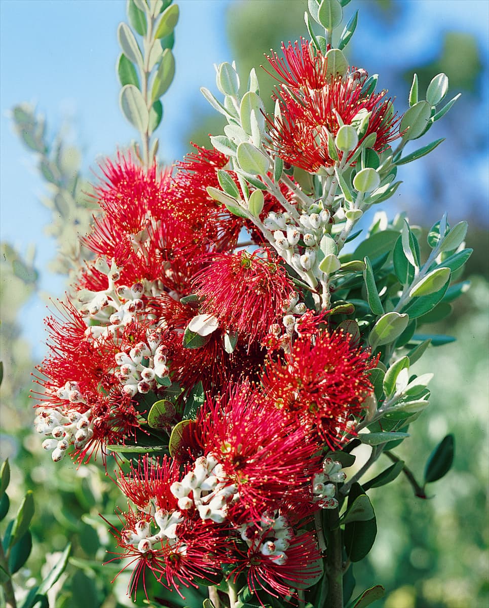 Metrosiderus excelsa