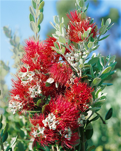 Metrosiderus excelsa