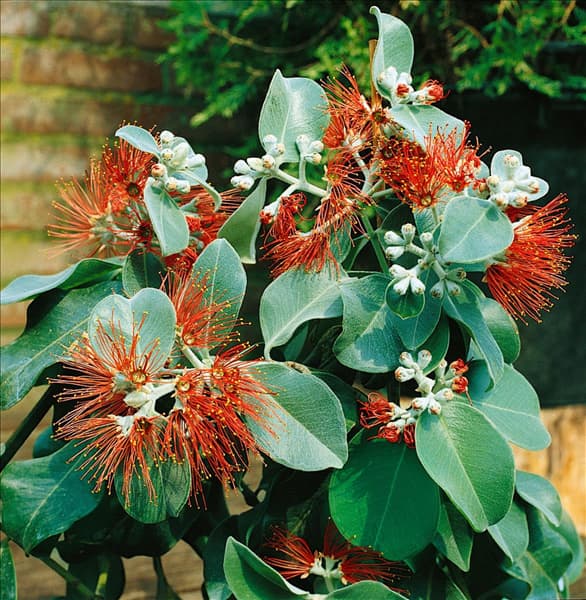 Metrosiderus excelsa