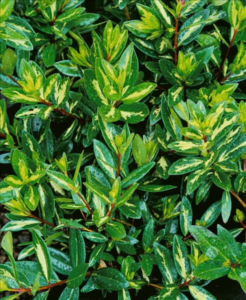 Metrosideros excelsa Vibrance