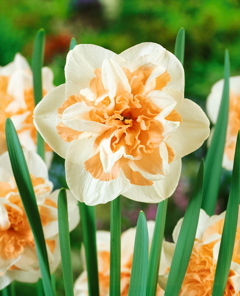 Narcissus Double Delnashaugh