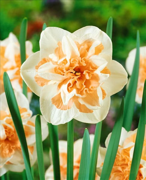 Narcissus Double Delnashaugh