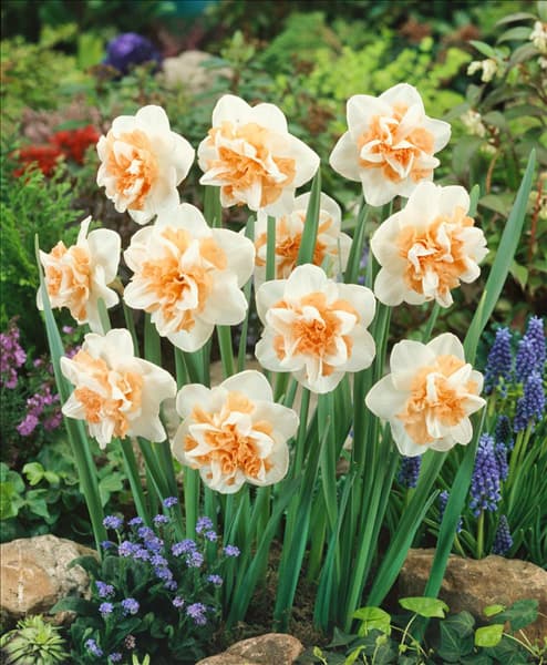 Narcissus Double Delnashaugh