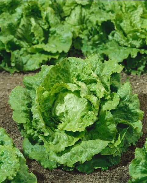 Lactuca sativa var. capitata Blonde de Paris