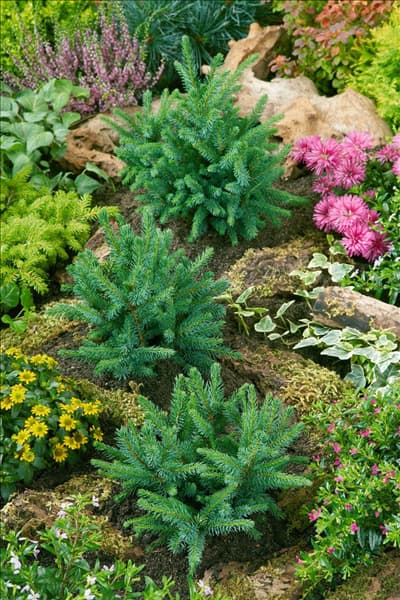 Picea glauca Echiniformis