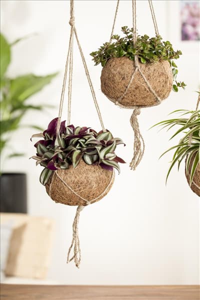Tradescantia zebrina, Sedum