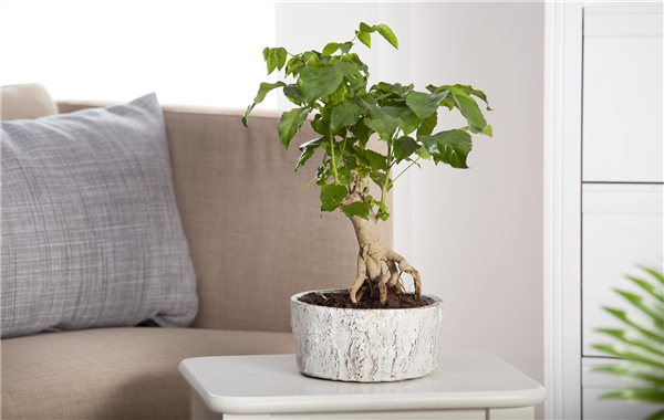 Zimmerbonsai
