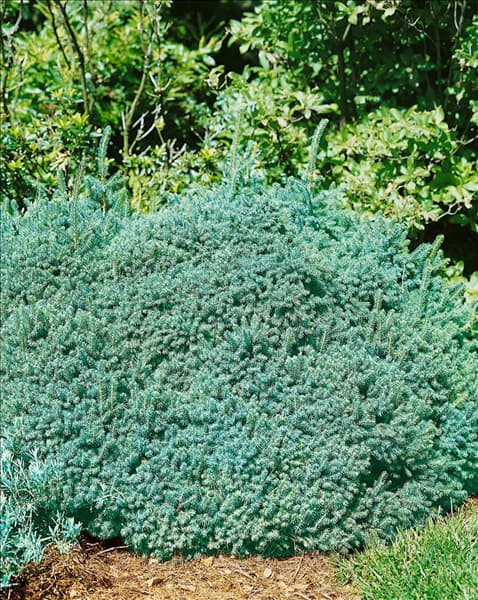 Picea glauca Echiniformis