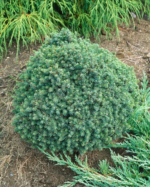PICEA glauca Echiniformis