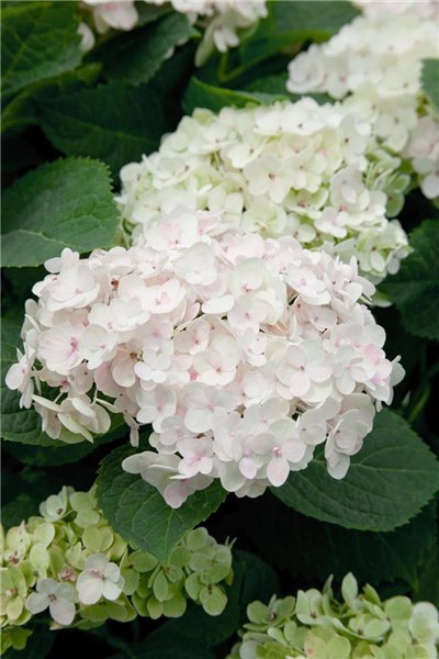 Hydrangea macrophylla Blushing Bride