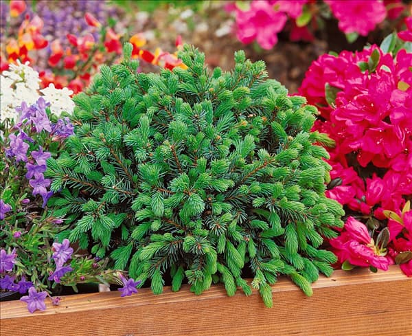 Picea glauca Echiniformis