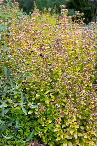 Origanum vulgare Aureum