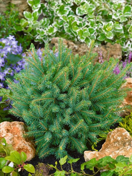 Picea glauca Echiniformis