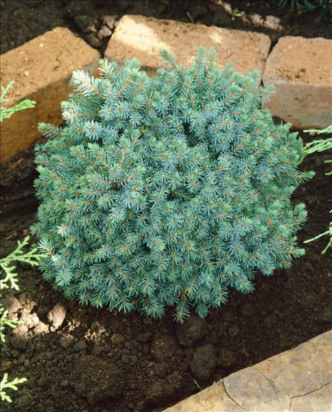 PICEA glauca Echiniformis