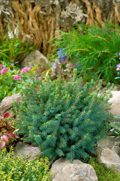 Picea glauca Echiniformis