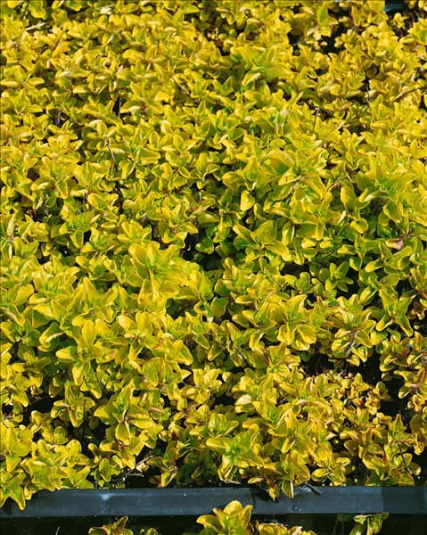 Origanum vulgare Aureum