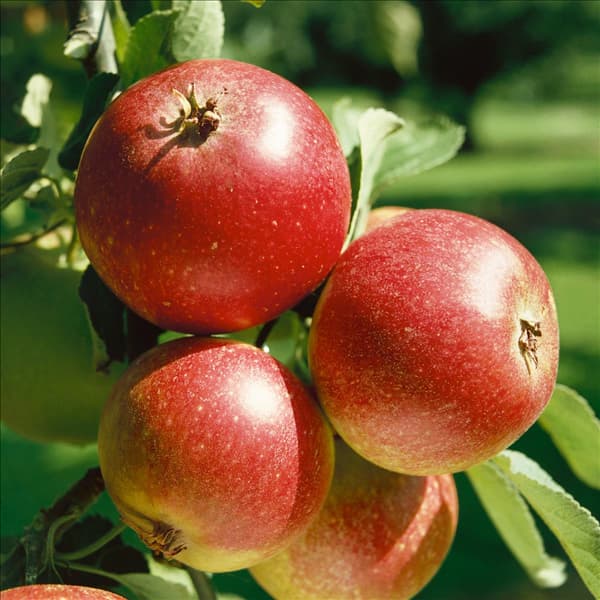 Apfel / Malus domestica Ingrid Marie