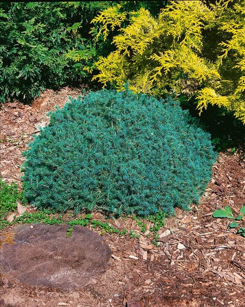 PICEA glauca Echiniformis