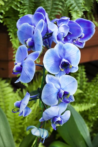 Phalaenopsis Blue Mystic