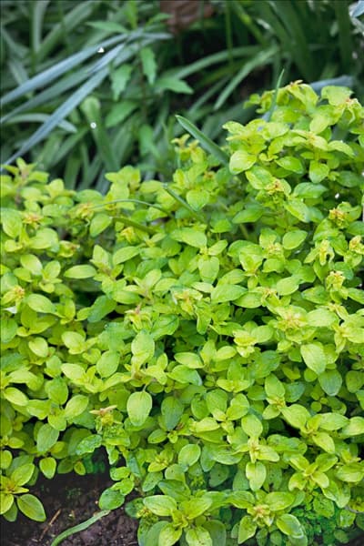 Origanum vulgare Aureum