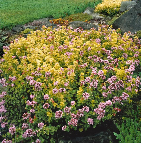 Origanum vulgare Aureum