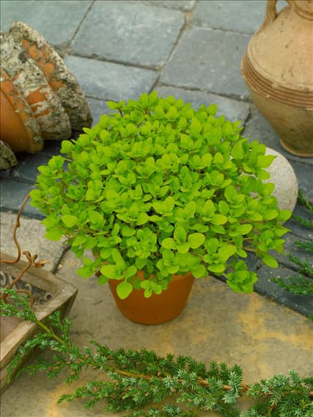 Origanum vulgare Aureum