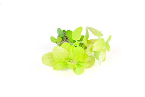 Origanum vulgare Aureum