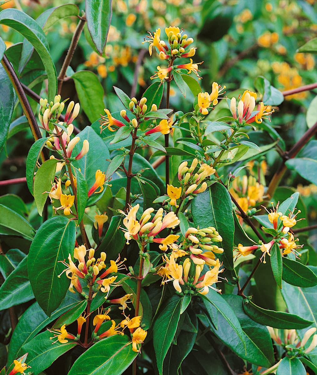 Lonicera henryi Copper Beauty