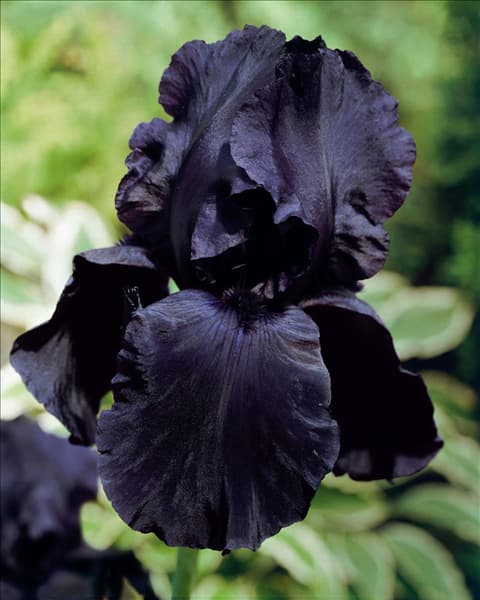 Iris germanica black
