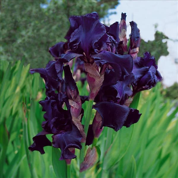 Iris germanica Black Swan
