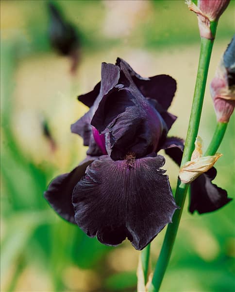 Iris germanica Interpol