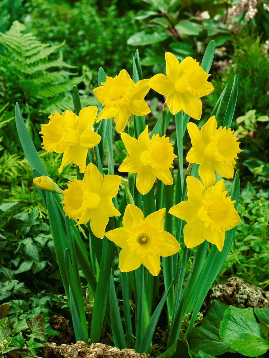 Narcissus - Trumpet Dutch Master