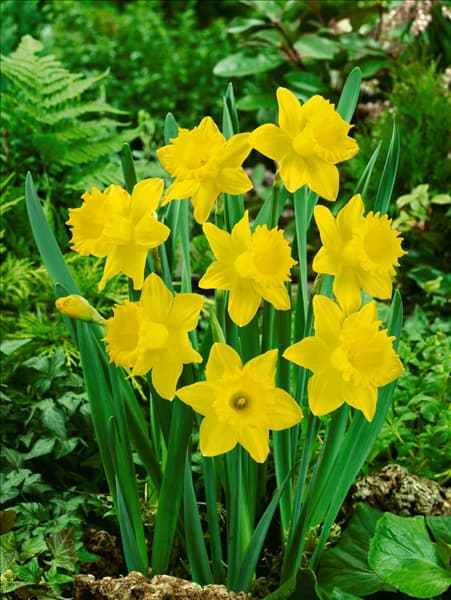Narcissus - Trumpet Dutch Master