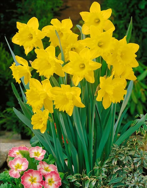 Narcissus - Trumpet Dutch Master