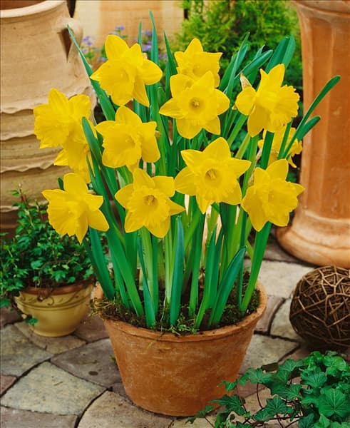 Narcissus - Trumpet Dutch Master im Topf