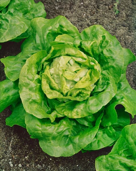 Kopfsalat HILDE