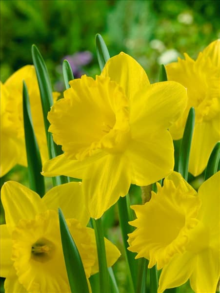 Narcissus - Trumpet Dutch Master